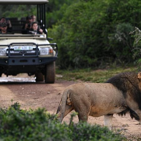 Addo Elephant Safari Lodge - Bellevue Forest Reserve Paterson 외부 사진