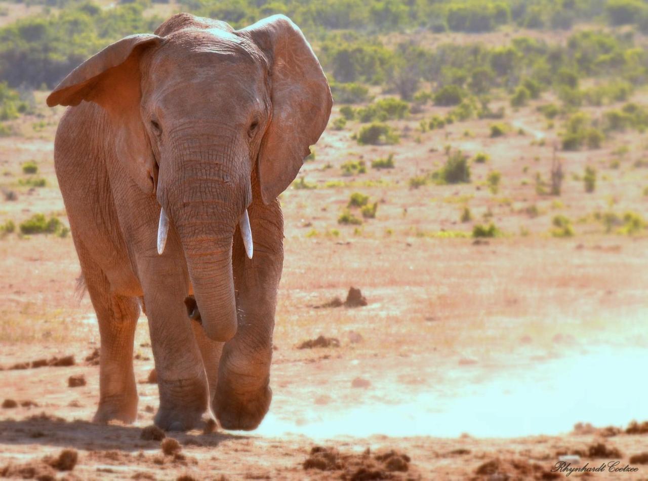 Addo Elephant Safari Lodge - Bellevue Forest Reserve Paterson 외부 사진