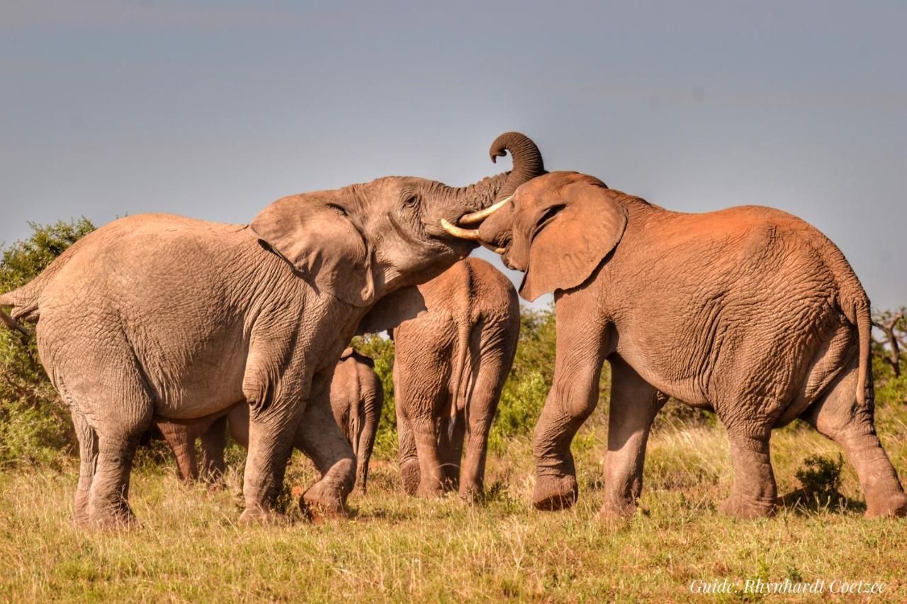 Addo Elephant Safari Lodge - Bellevue Forest Reserve Paterson 외부 사진