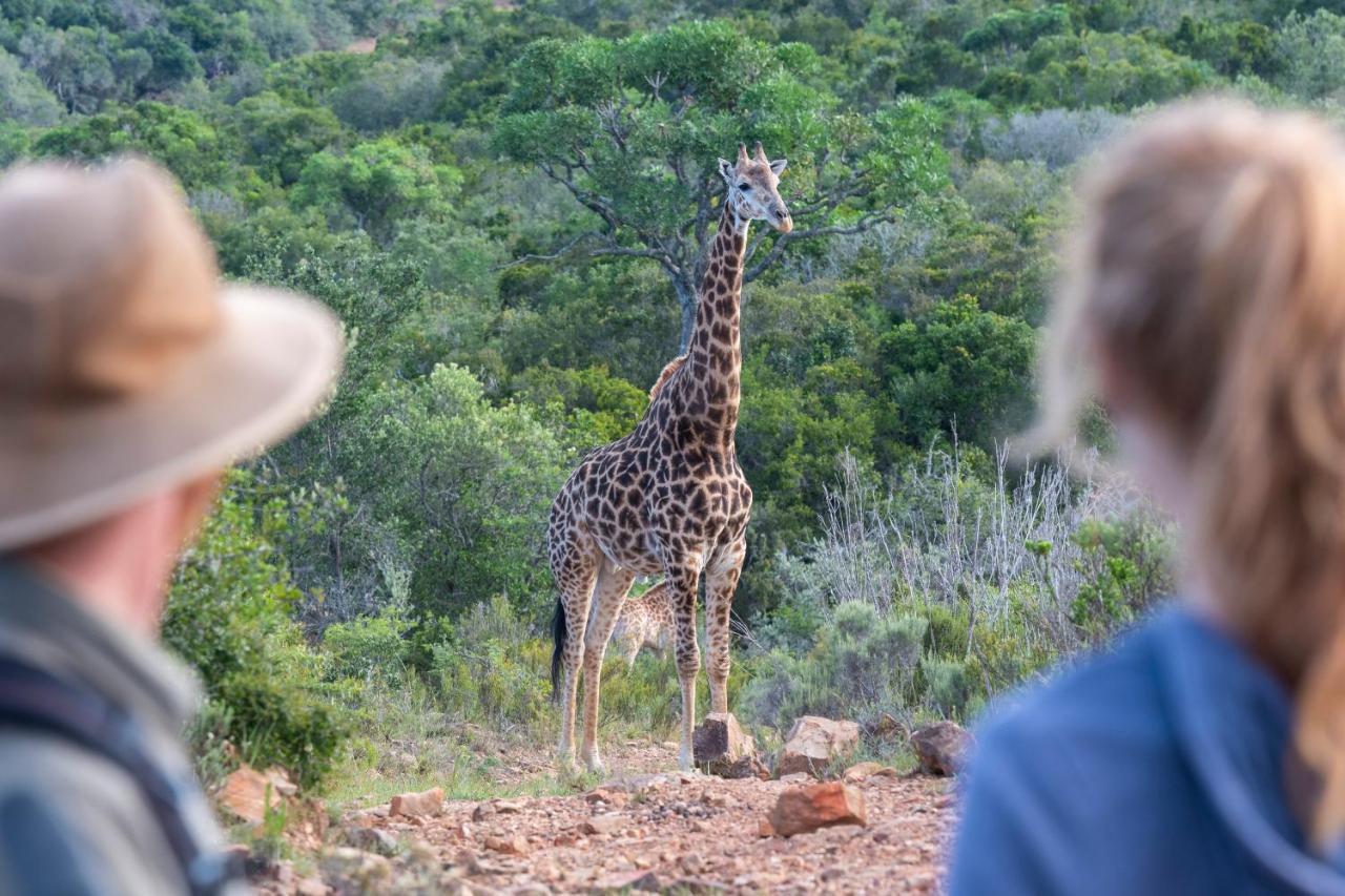 Addo Elephant Safari Lodge - Bellevue Forest Reserve Paterson 외부 사진