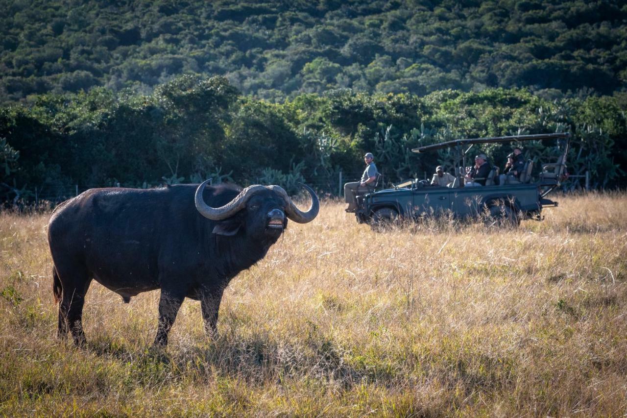 Addo Elephant Safari Lodge - Bellevue Forest Reserve Paterson 외부 사진