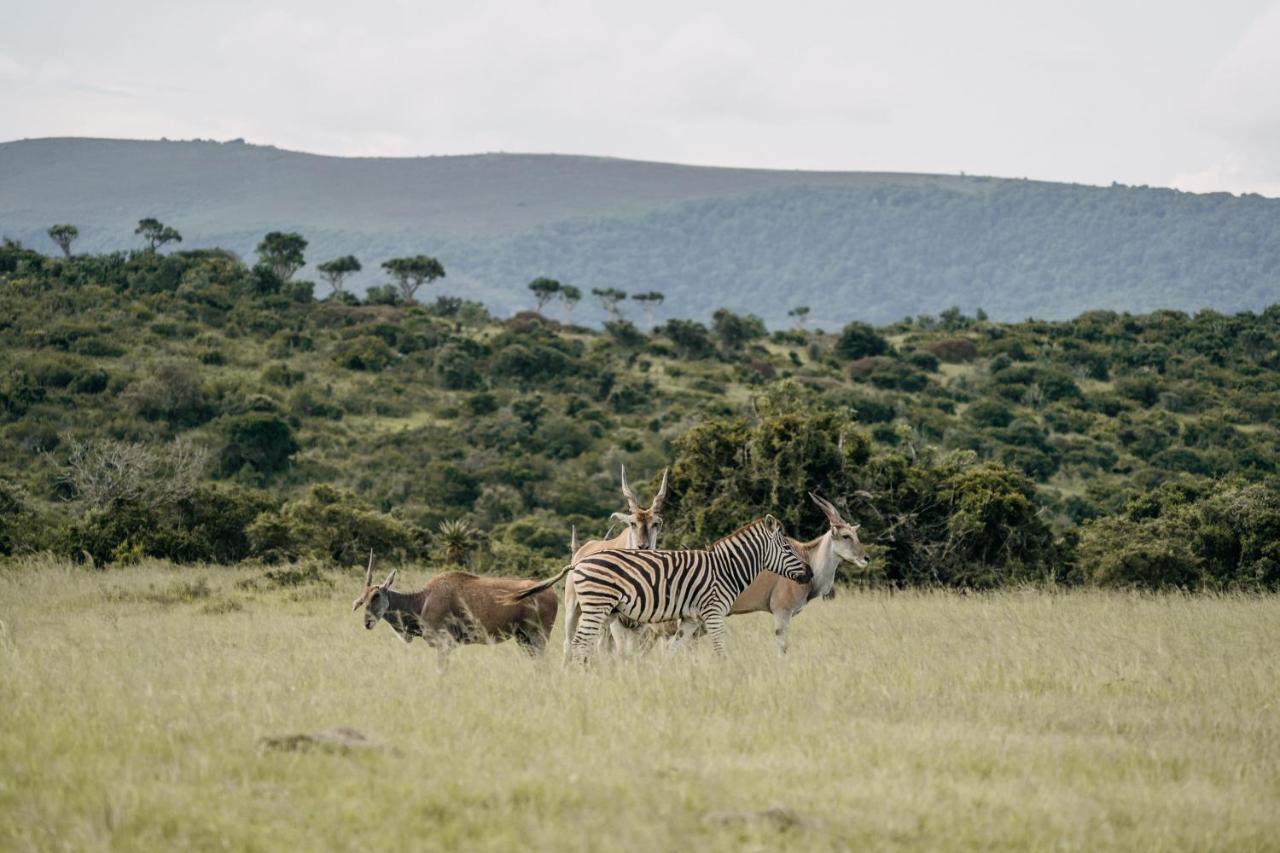 Addo Elephant Safari Lodge - Bellevue Forest Reserve Paterson 외부 사진
