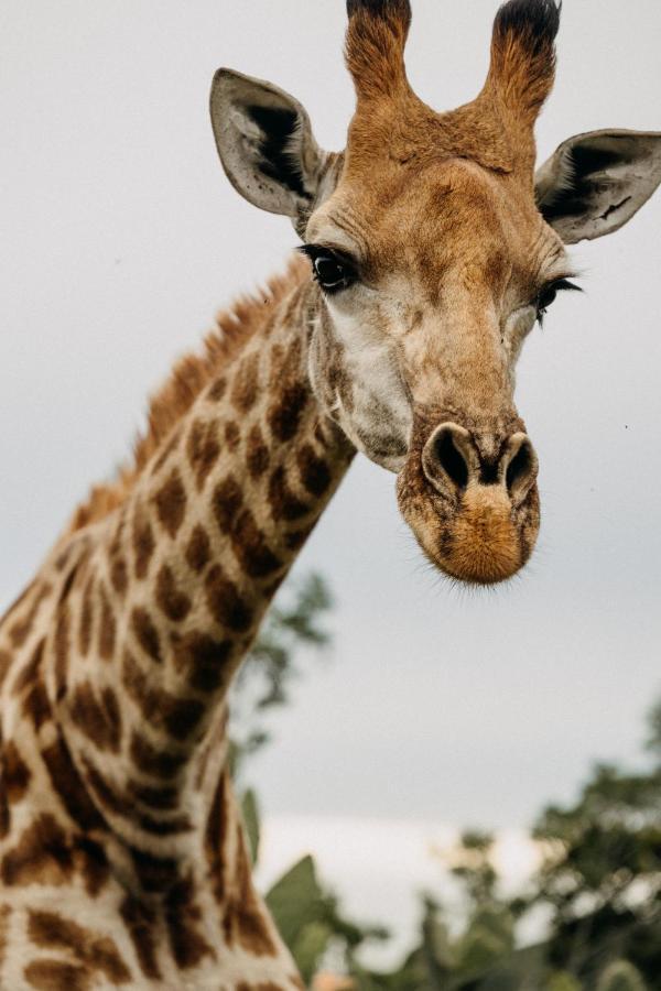 Addo Elephant Safari Lodge - Bellevue Forest Reserve Paterson 외부 사진
