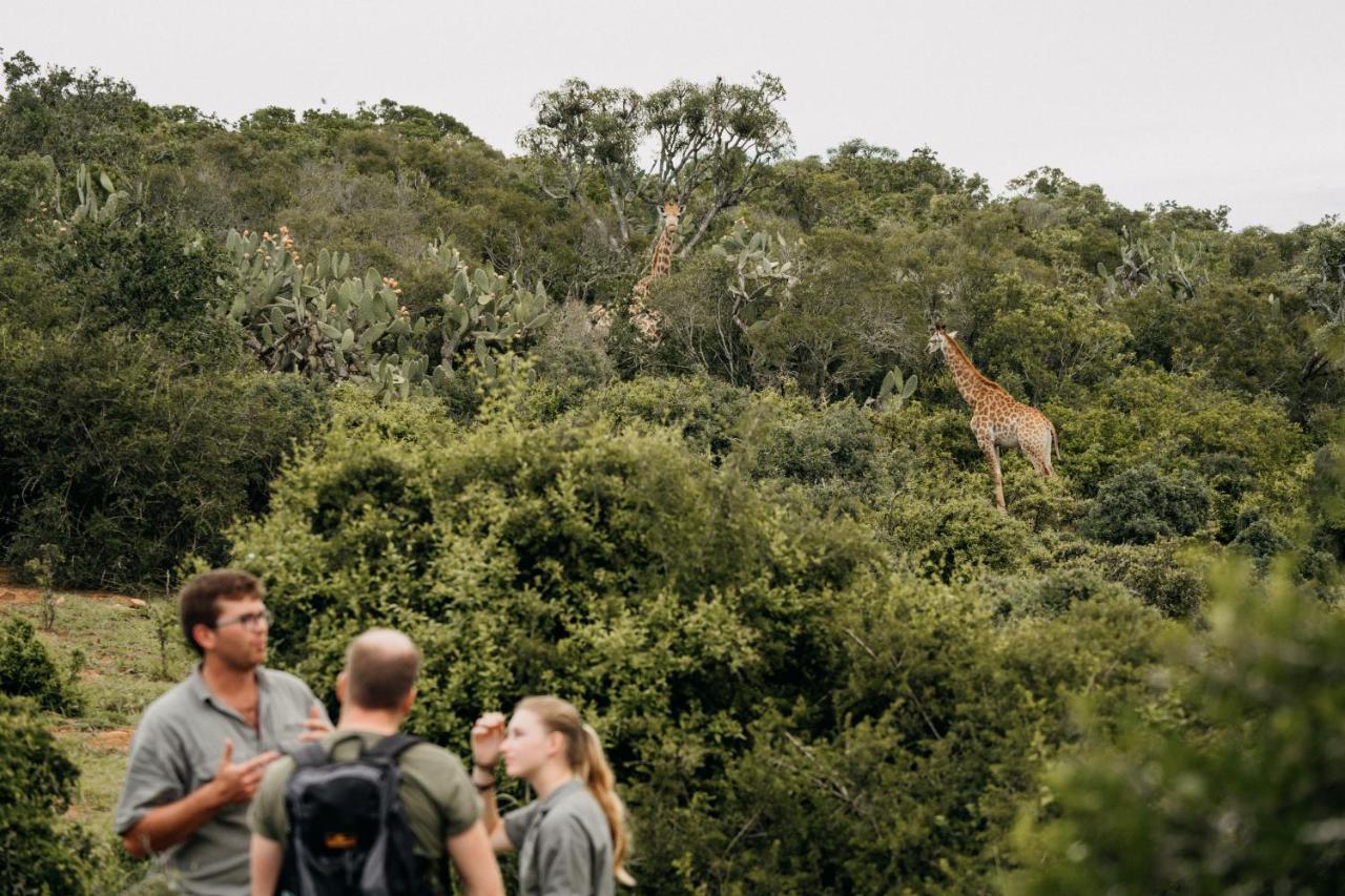 Addo Elephant Safari Lodge - Bellevue Forest Reserve Paterson 외부 사진